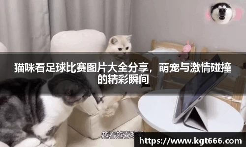 猫咪看足球比赛图片大全分享，萌宠与激情碰撞的精彩瞬间